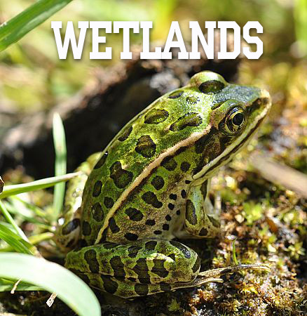  / Wetlands (2016) HDTVRip (720p)