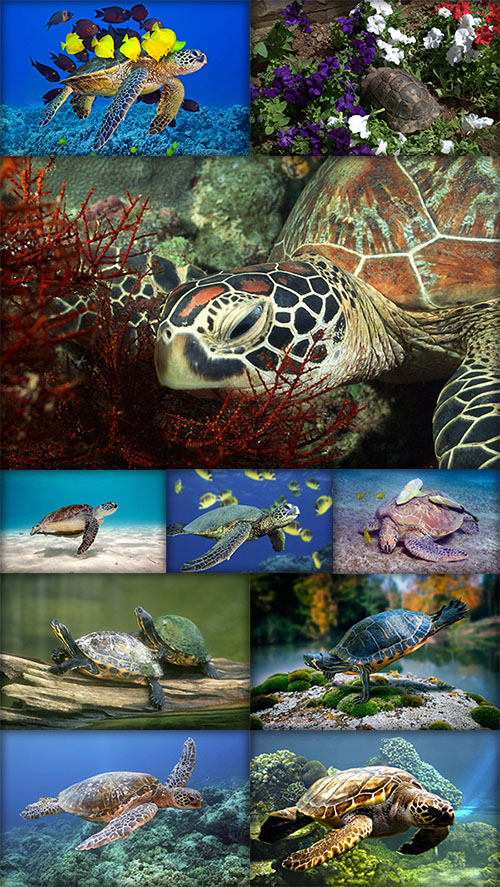 World of turtles