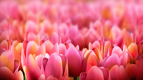 Glorious Tulips HD