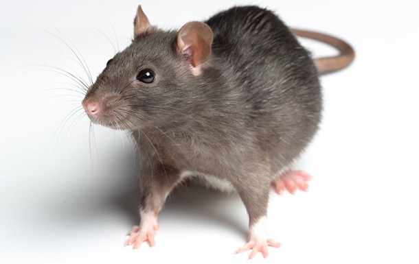 Крысы умеют смеяться от щекотки – ученые