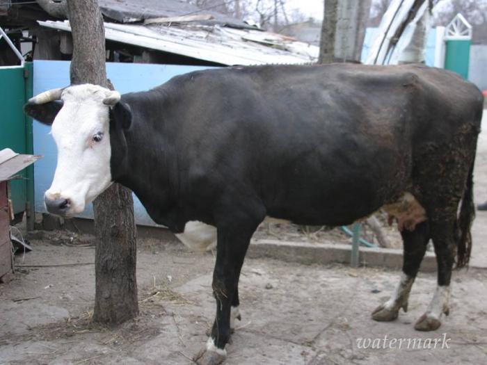 У Полтавському районі майже 4 години рятували корову