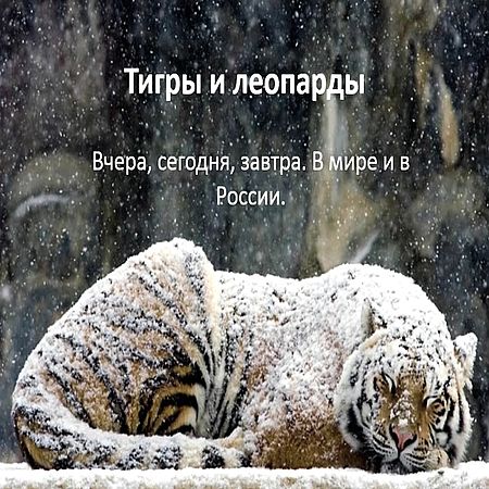 Тигры и леопарды России (2016) WEB-DLRip 720р