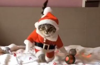 Котик собрал 26 миллионов просмотров за образ в костюме Деда Мороза (видео)