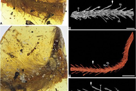 Ученые нашли в куске янтаря хвост миниатюрного динозавра с перьями и кожей