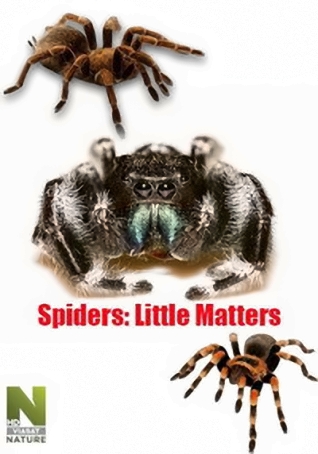 Маленькие но значительные: Пауки / Little Matters: Spiders (2014) HDTVRip (720p)