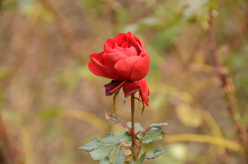 Розы, рябина и укутанная "экзотика" – зима в Никитском саду [фото]