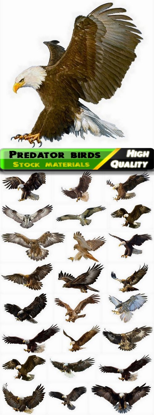 Realistic predator birds osprey eagle hawk 25 Eps