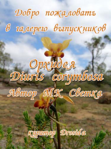 Галерея выпускников Орхидея Diuris corymbosa 69056322faf49b73f6a7c6494bb82d0e