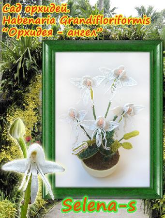 Конфетка Орхидея-ангел D7360c2a4b01a2ea47290757d6d50d3c